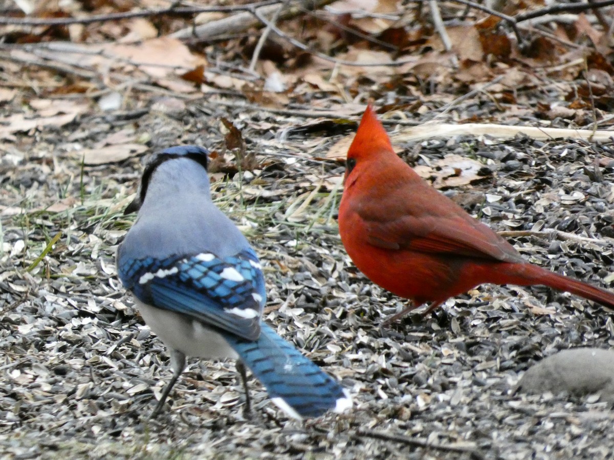 Blue Jay - ML647430686