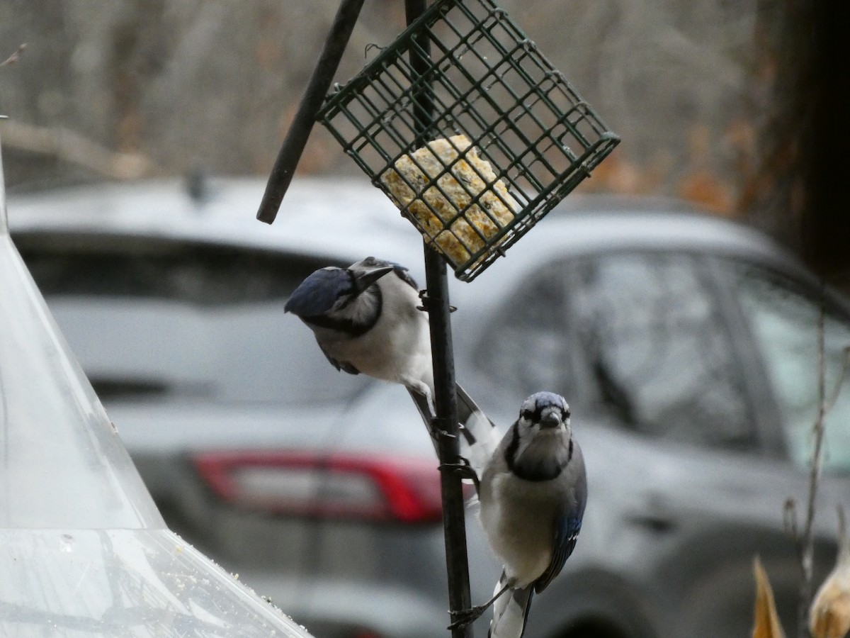 Blue Jay - ML647430693