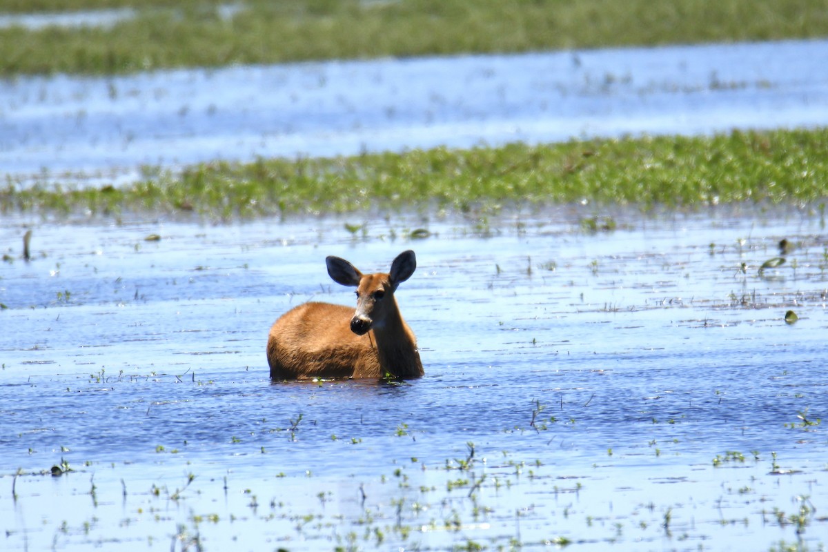Marsh Deer - ML647430694