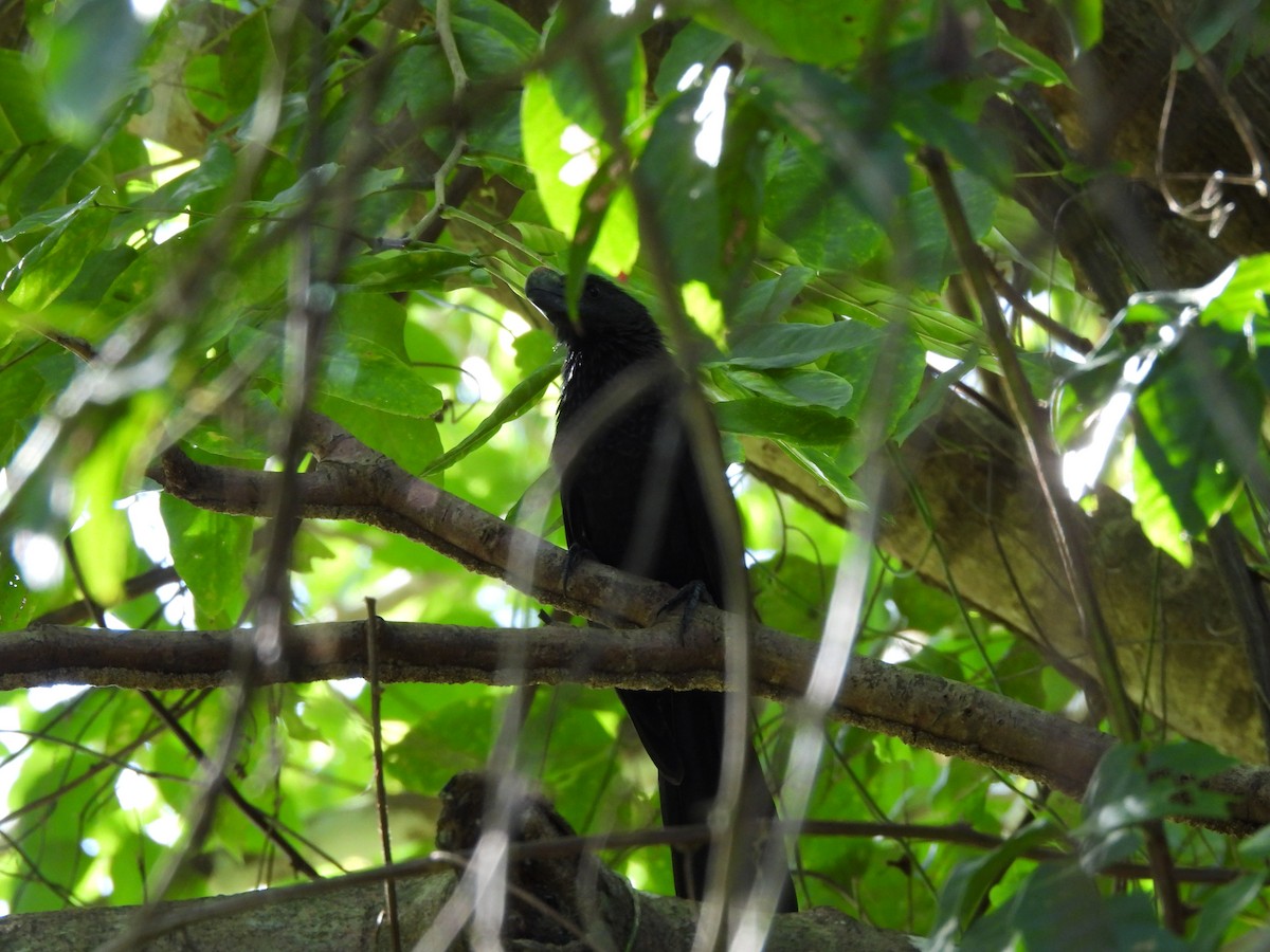 glattnebbani - ML647430696