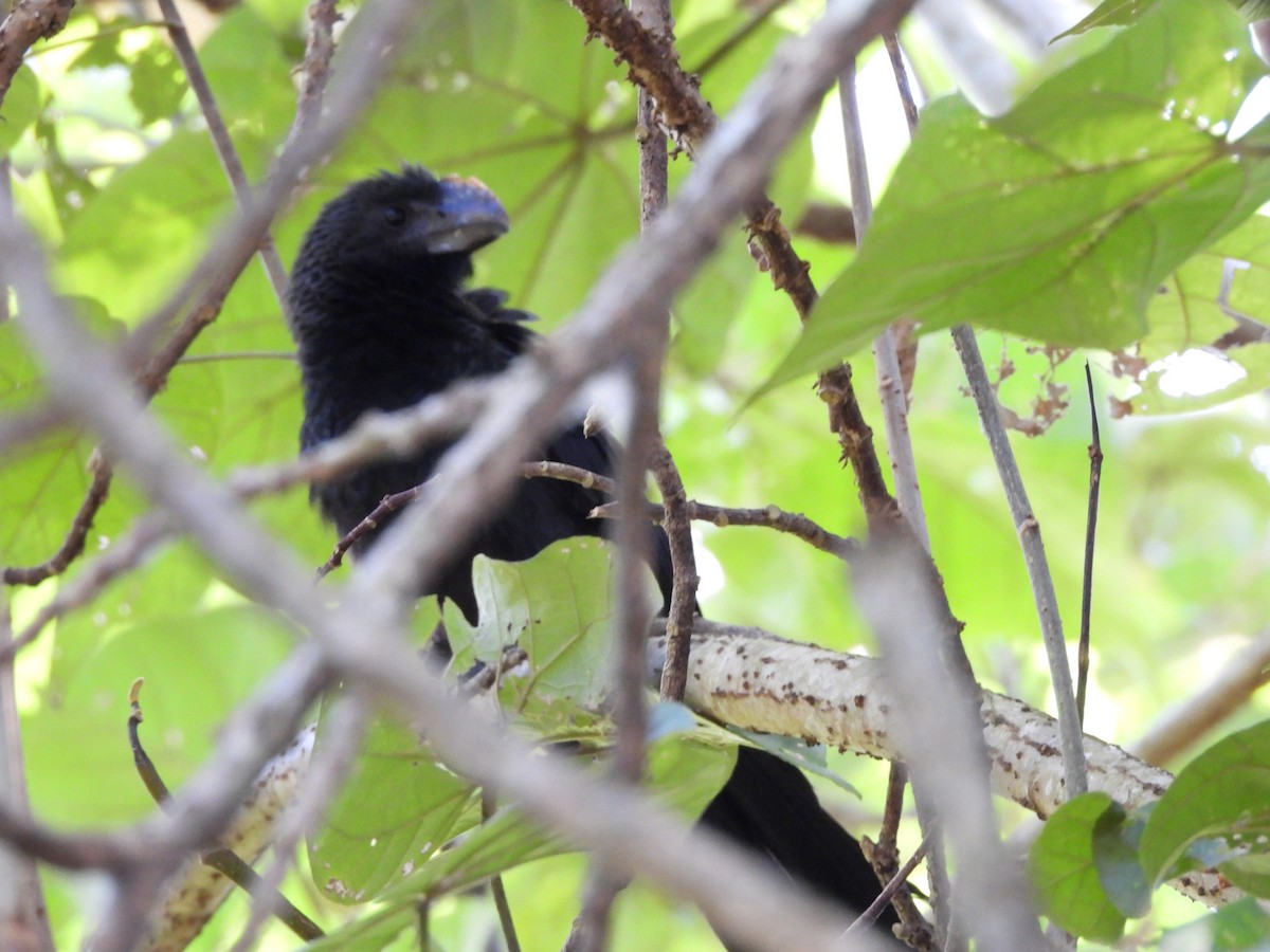 glattnebbani - ML647430697