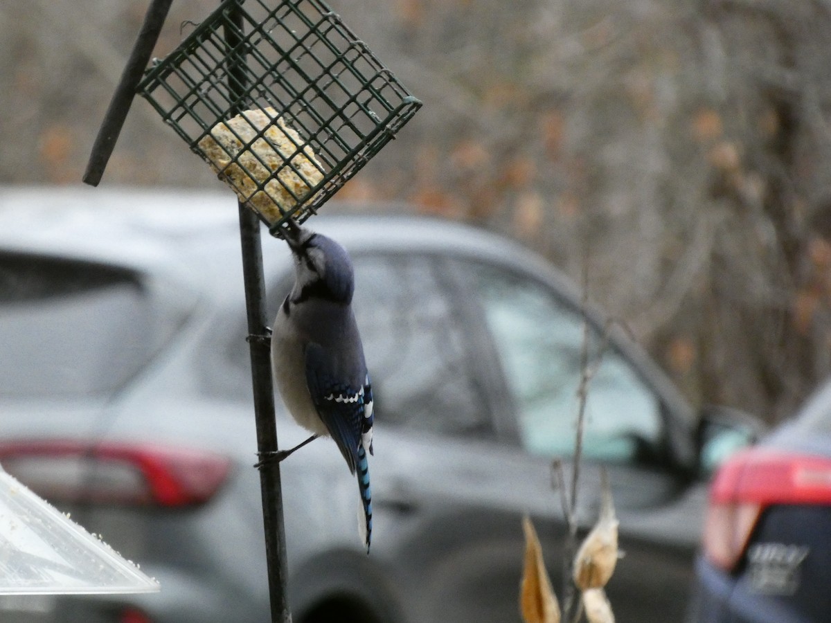 Blue Jay - ML647430700