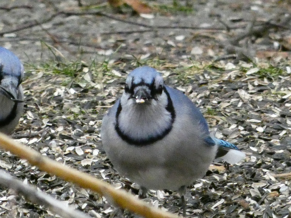 Blue Jay - ML647430702