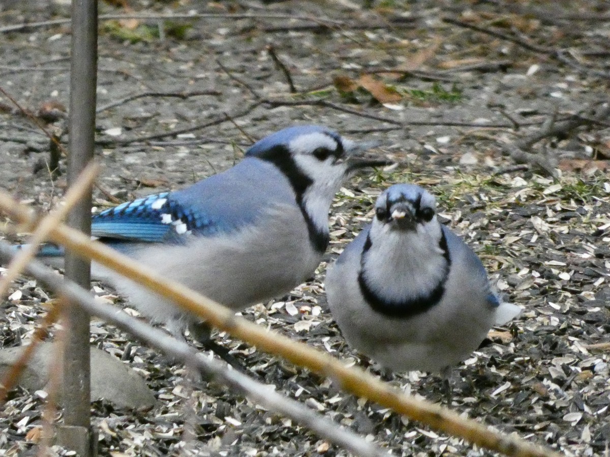 Blue Jay - ML647430705