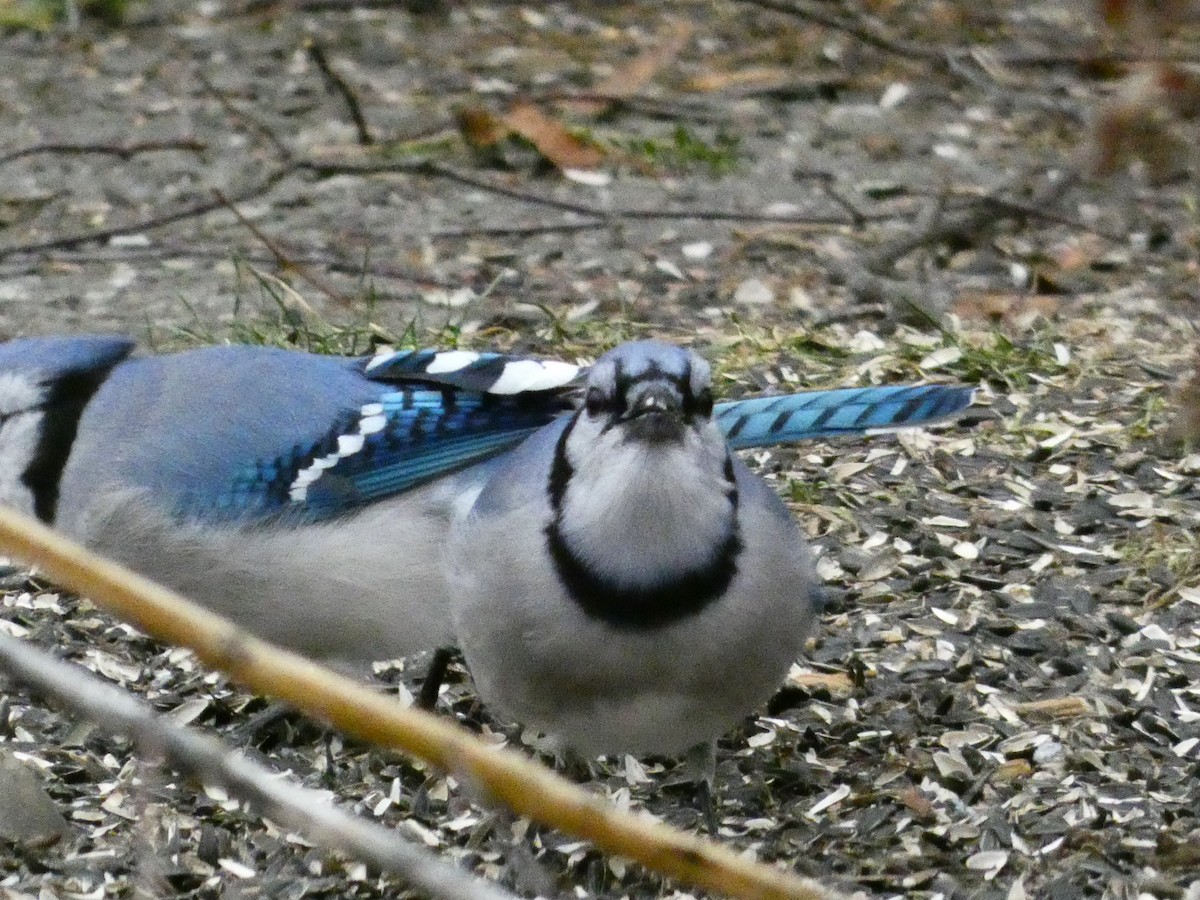 Blue Jay - ML647430706