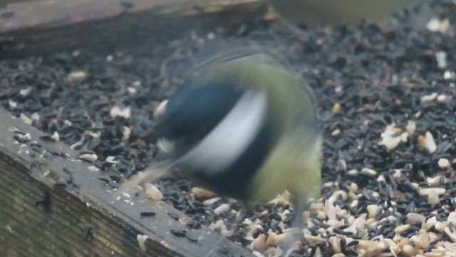 Great Tit - ML647430716