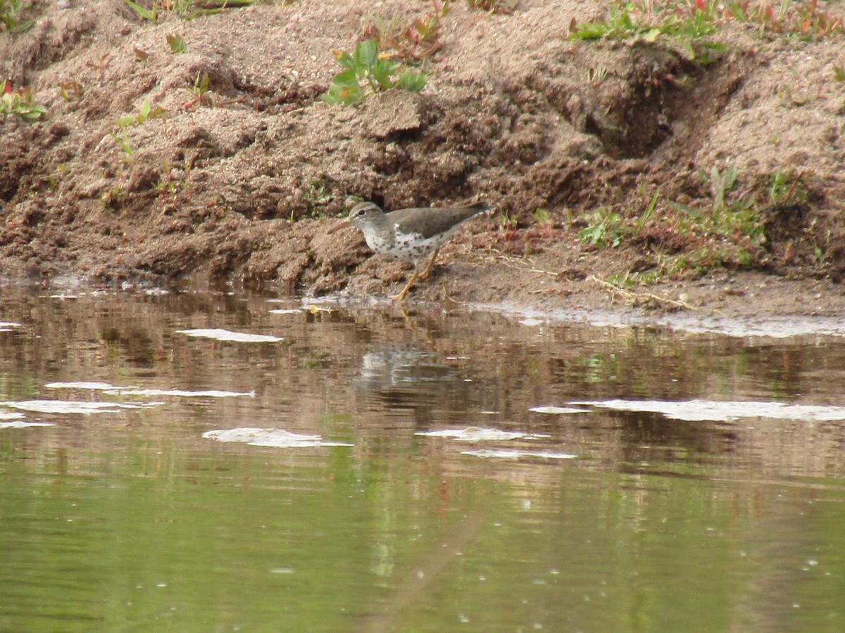 Benekli Düdükçün - ML647430719