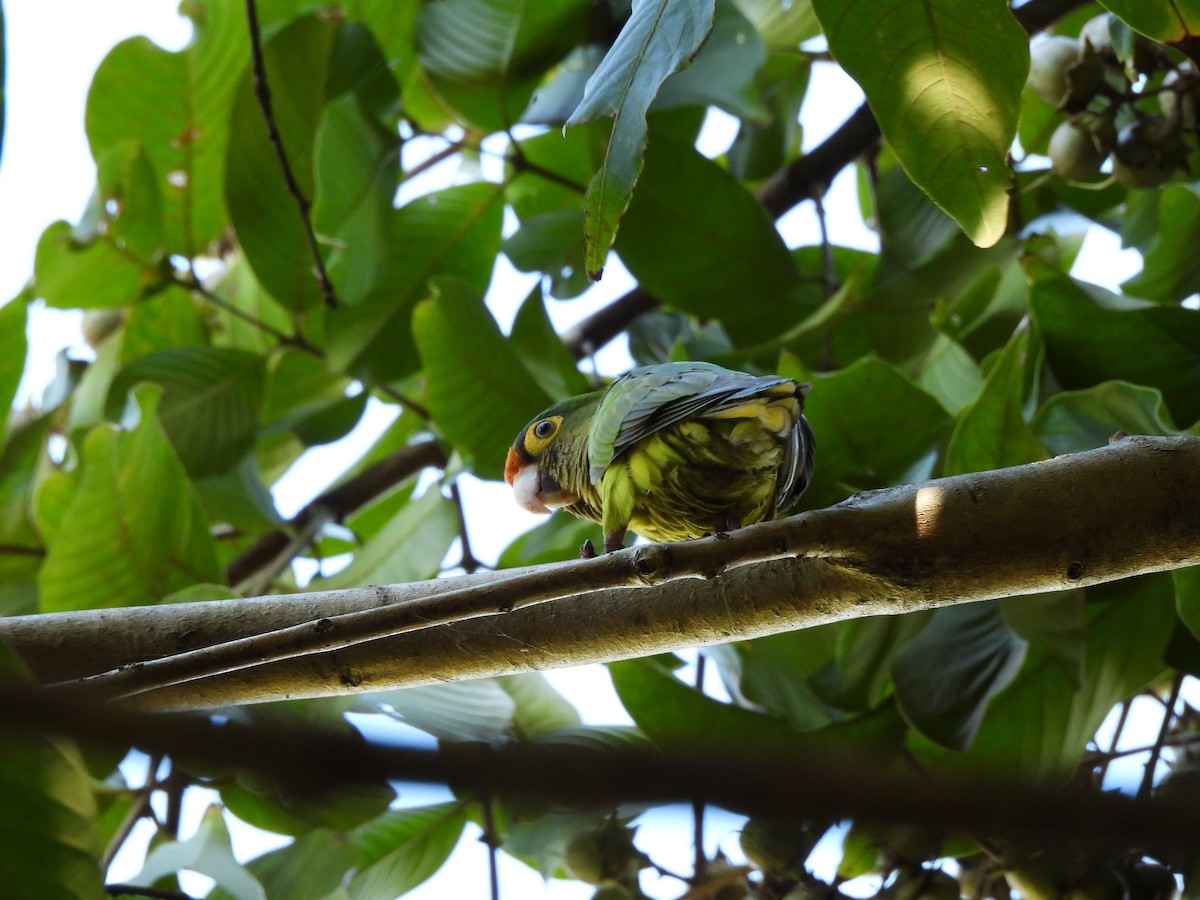 Orange-fronted Parakeet - ML647430746