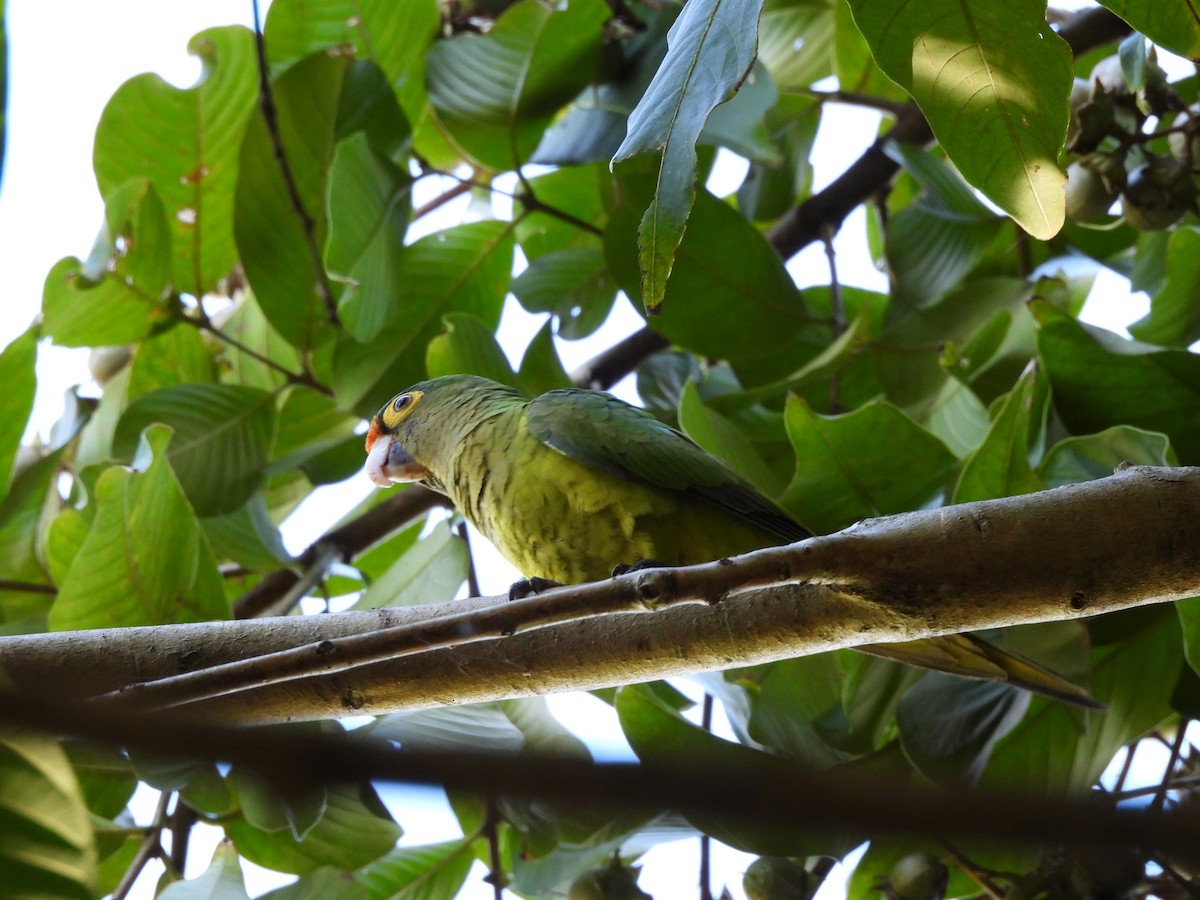 Orange-fronted Parakeet - ML647430747