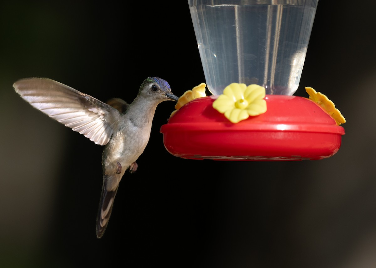 Blaukron-Degenflügel (Yucatándegenflügel) - ML647430751