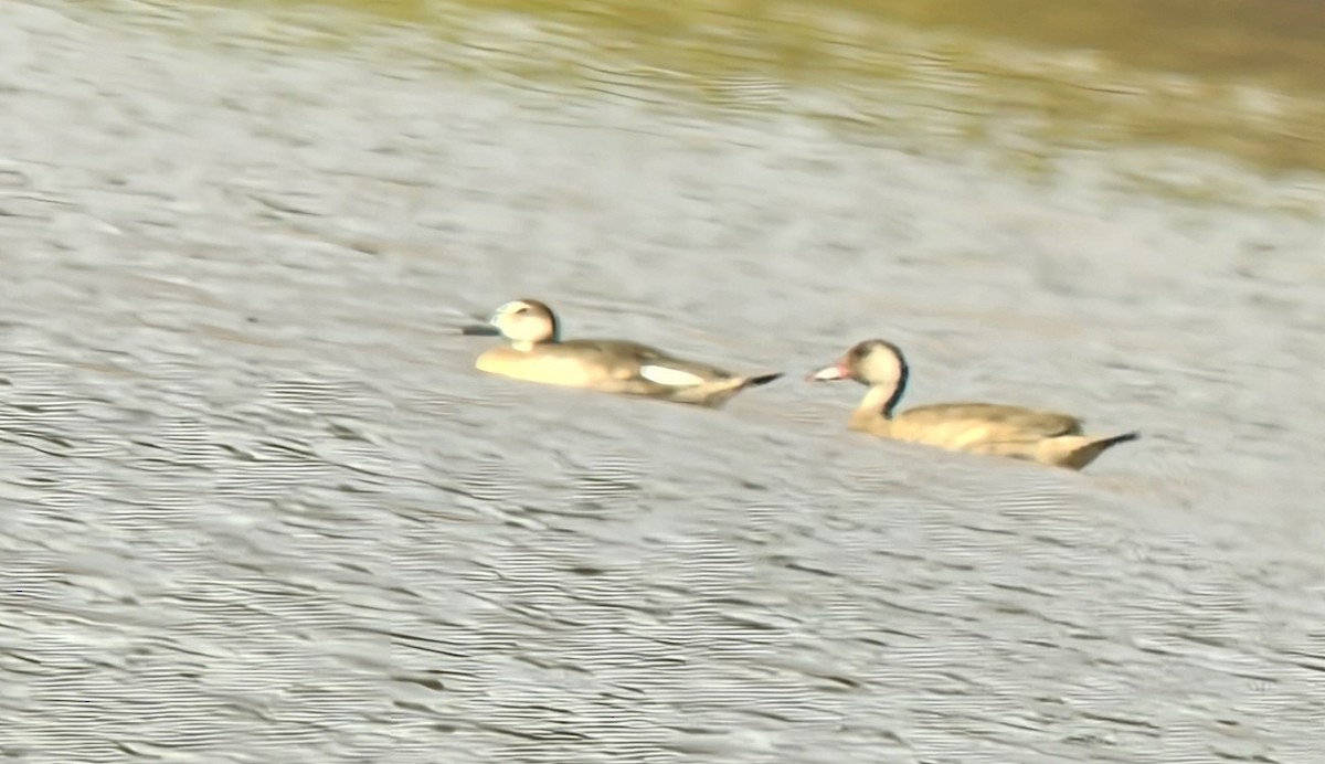 Brazilian Teal - ML647430753