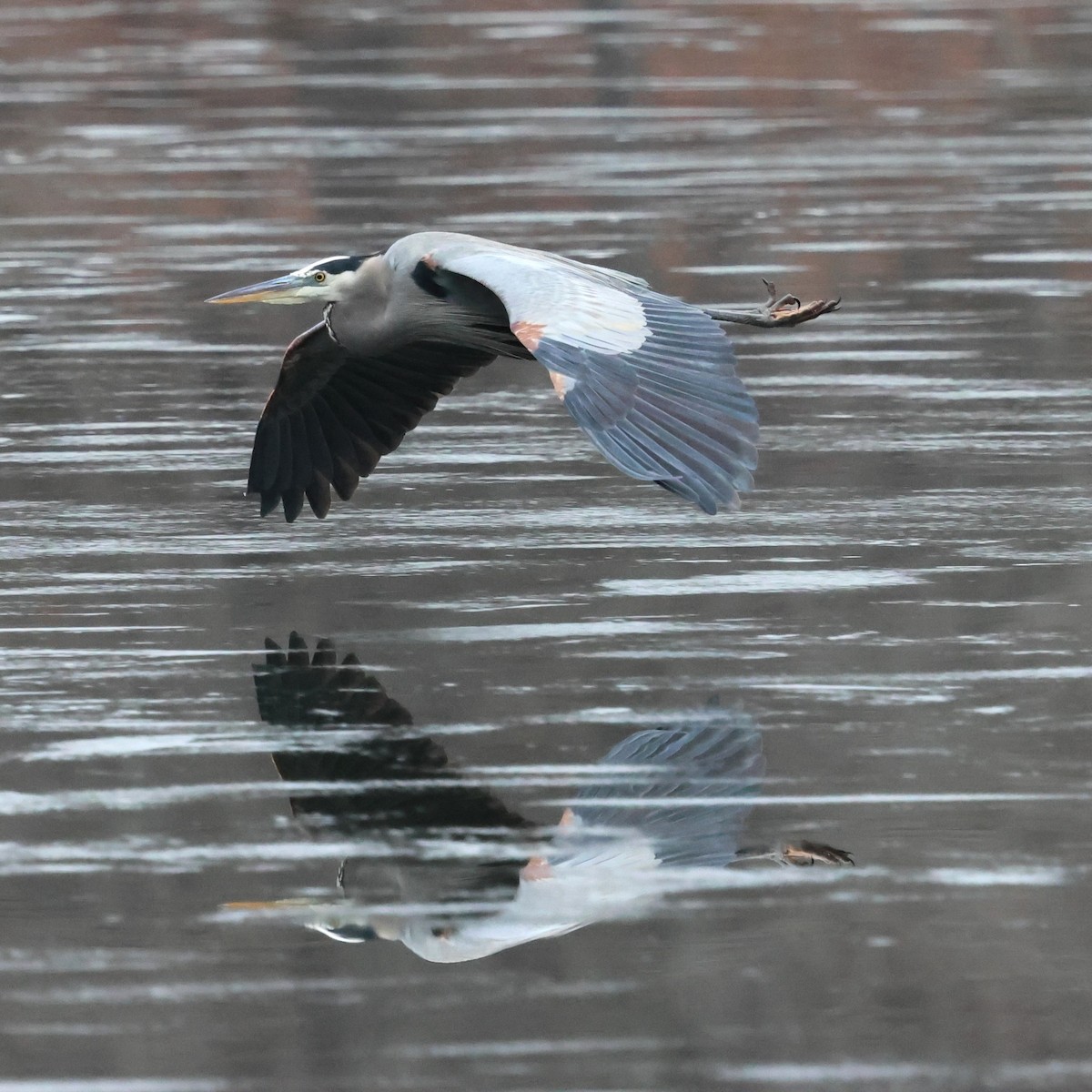 Great Blue Heron - ML647430755