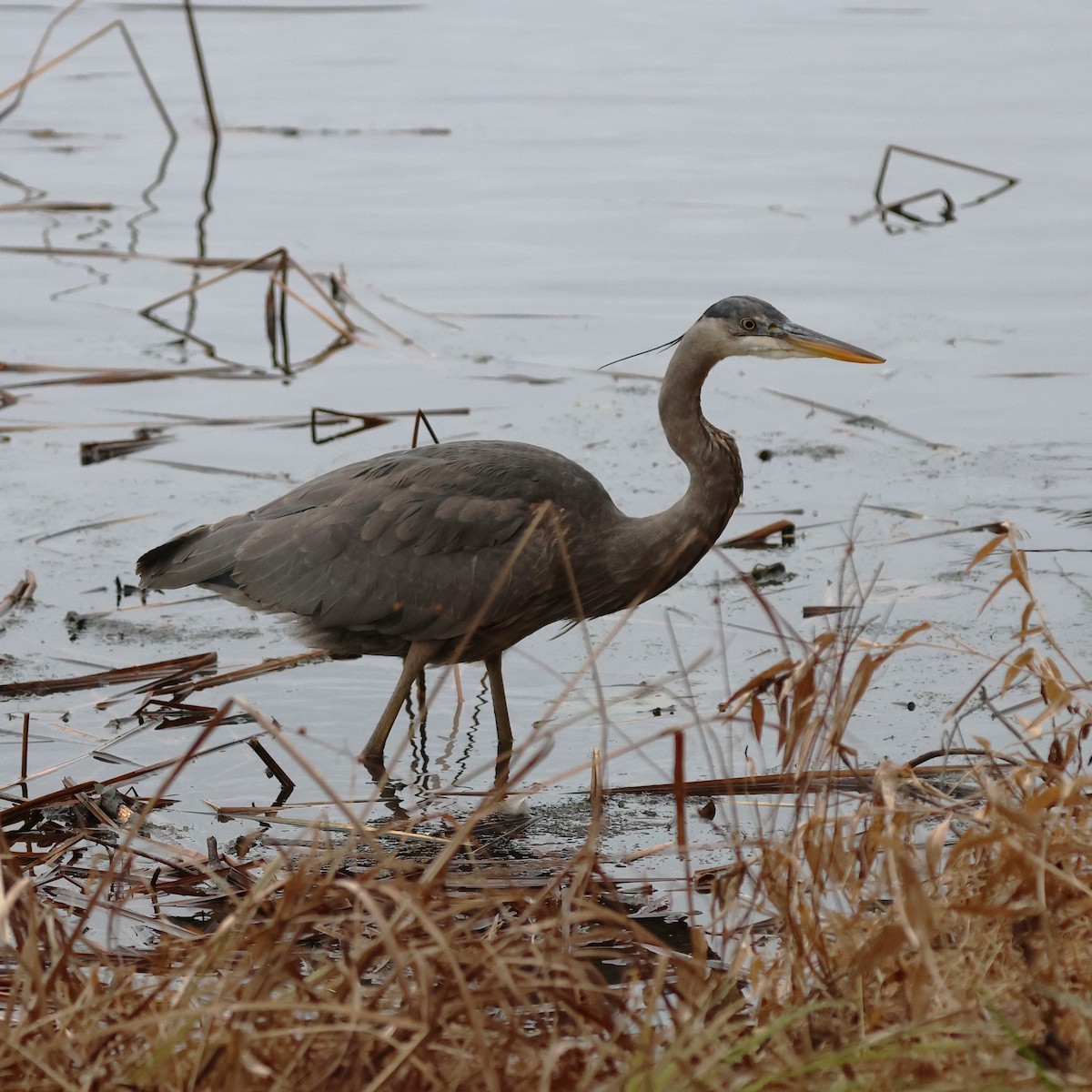 Great Blue Heron - ML647430756