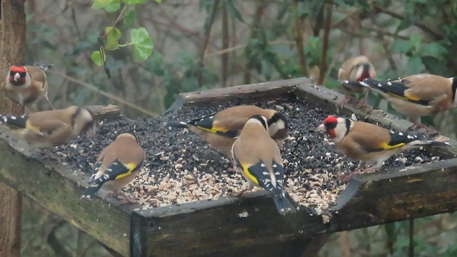 European Goldfinch - ML647430769