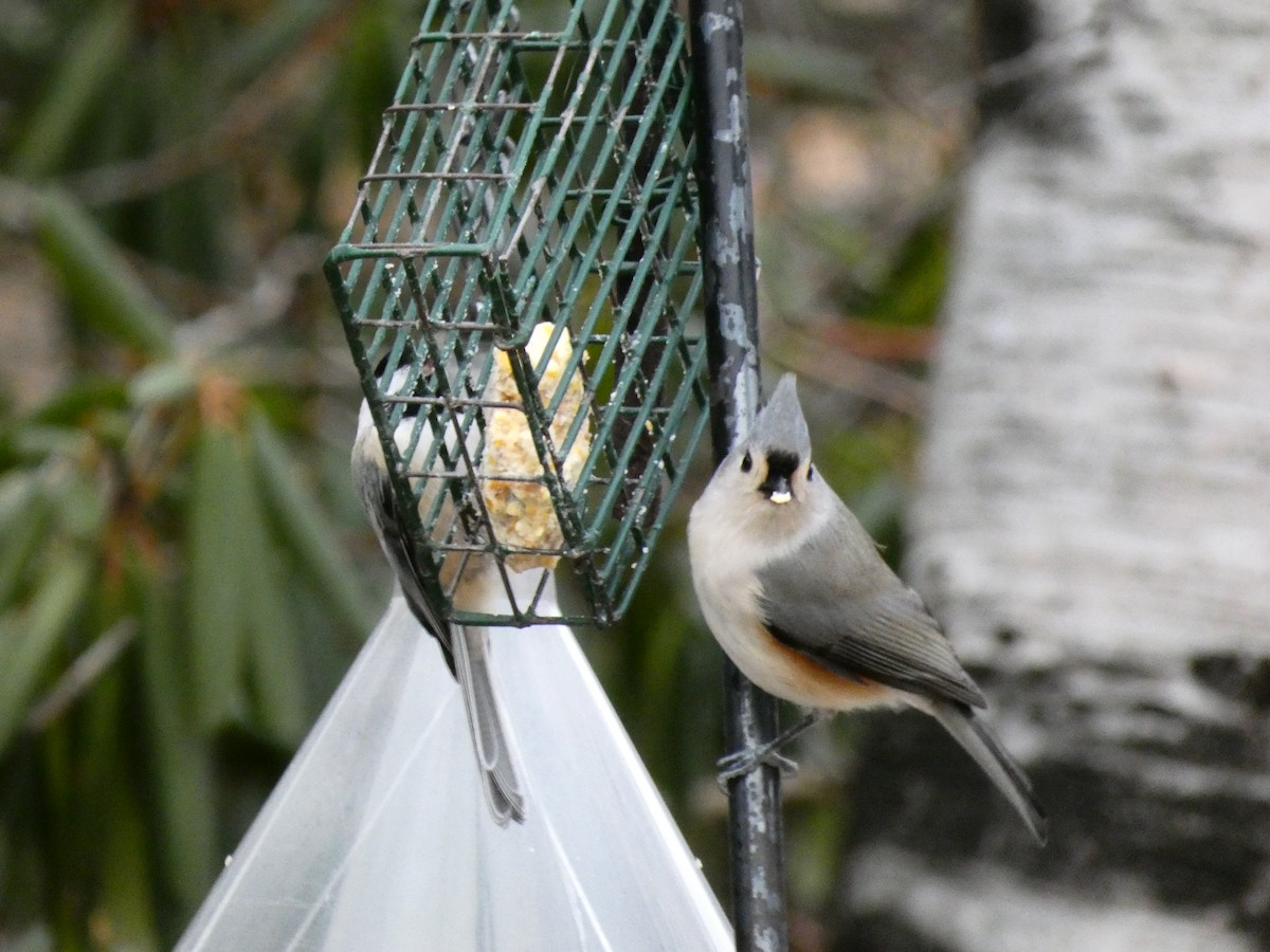 Tufted Titmouse - ML647430773