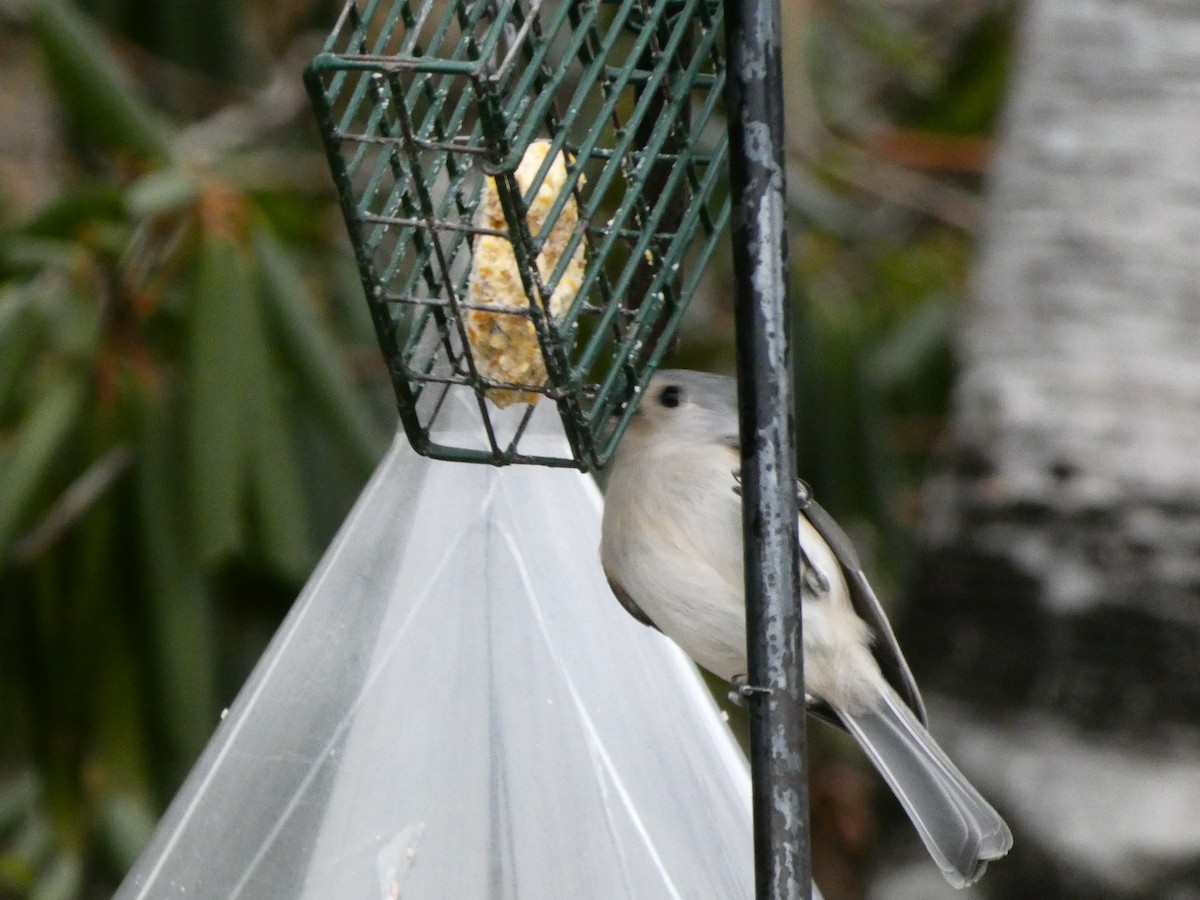 Tufted Titmouse - ML647430775
