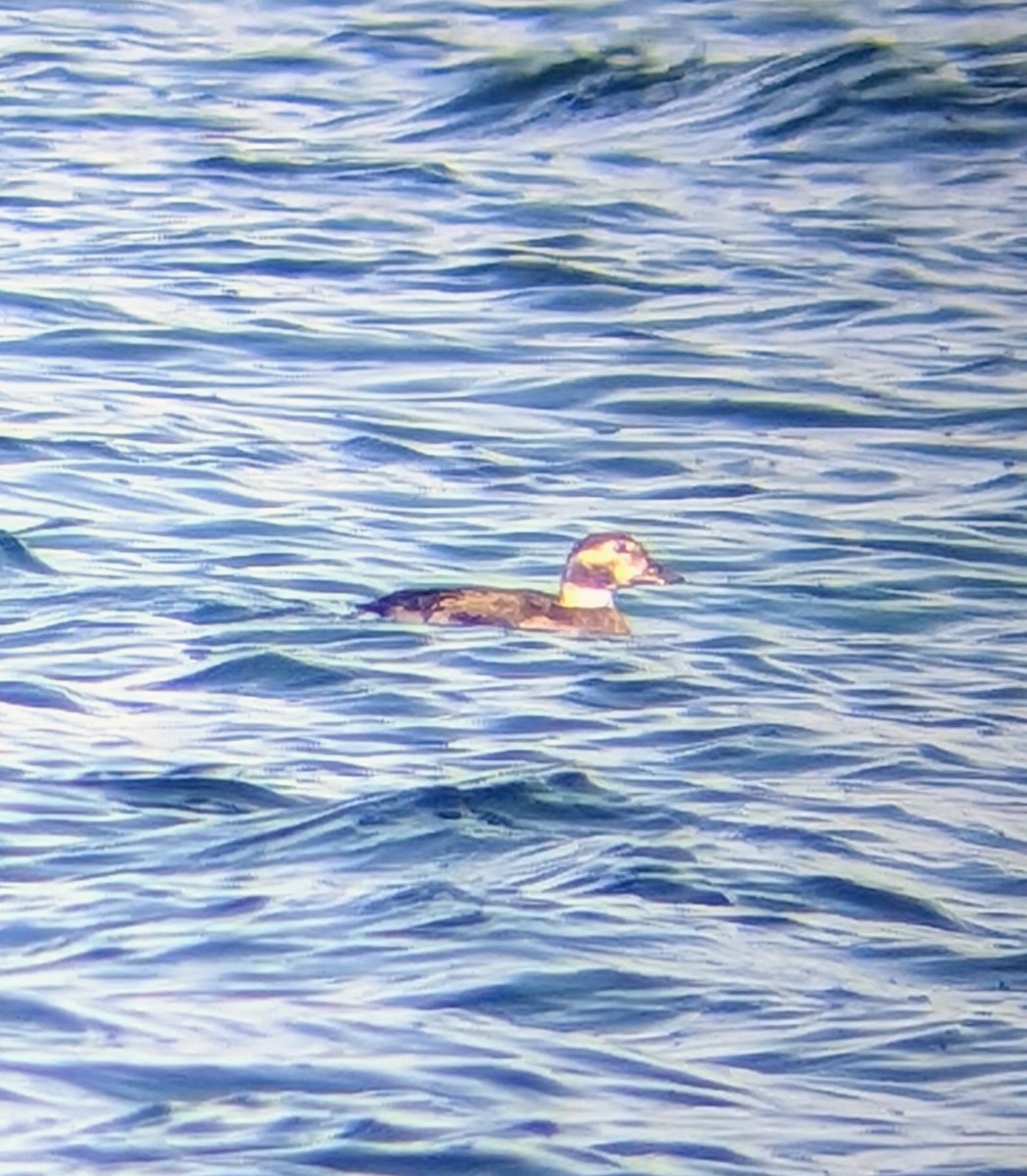Long-tailed Duck - ML647430779
