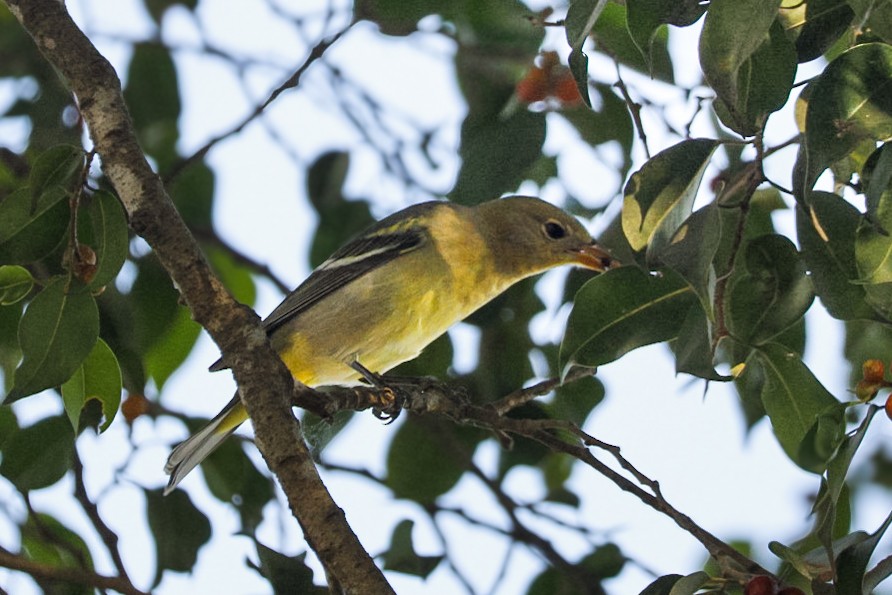 Western Tanager - ML647430804