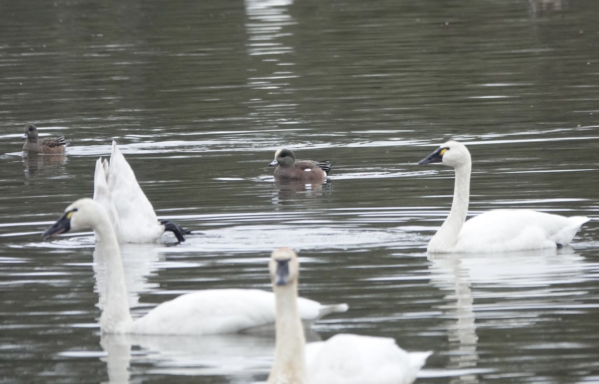 Американская свиязь - ML647430839