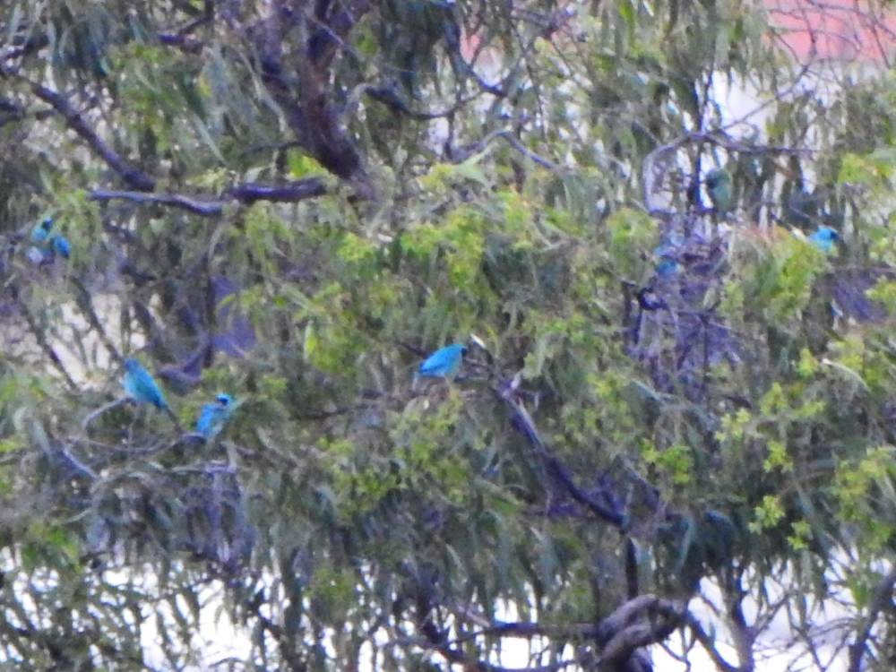 Ласточковая танагра - ML647430841