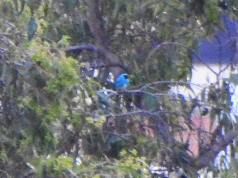 Ласточковая танагра - ML647430842