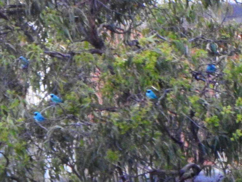 Ласточковая танагра - ML647430843