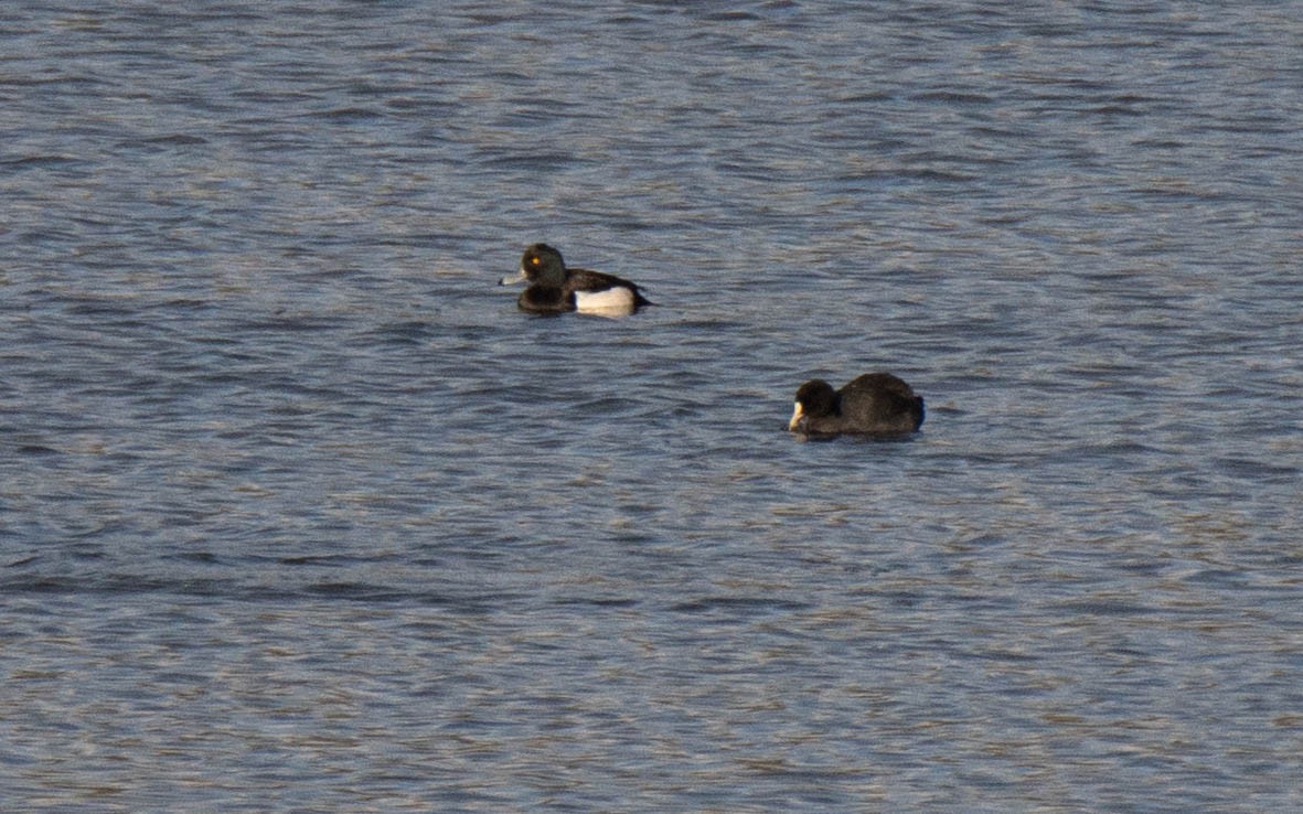 Хохлатая чернеть - ML647430848