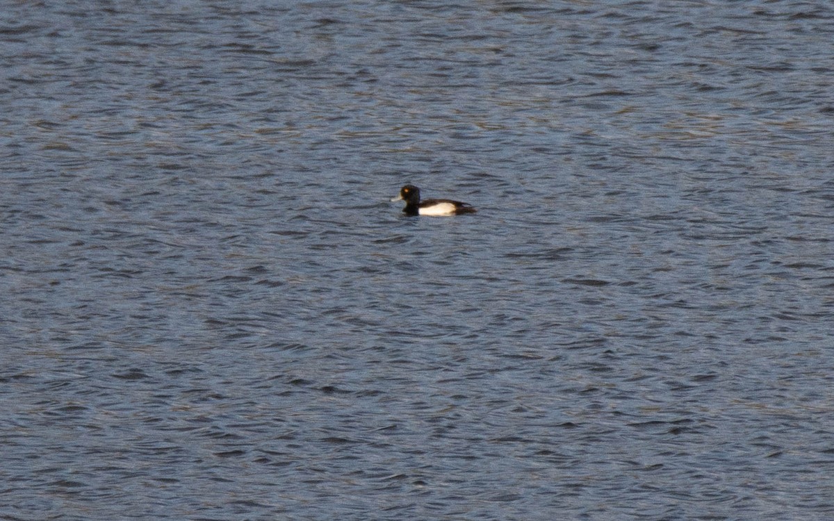 Хохлатая чернеть - ML647430849