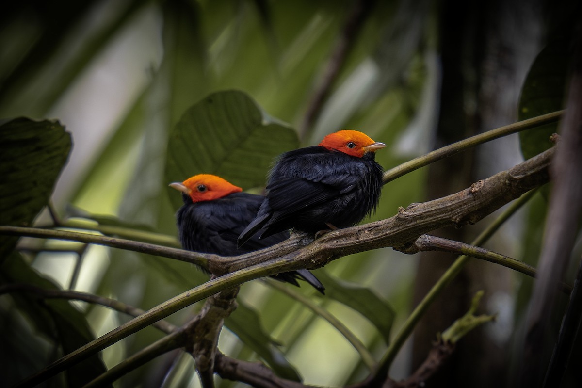 Красноголовая пипра - ML647430850