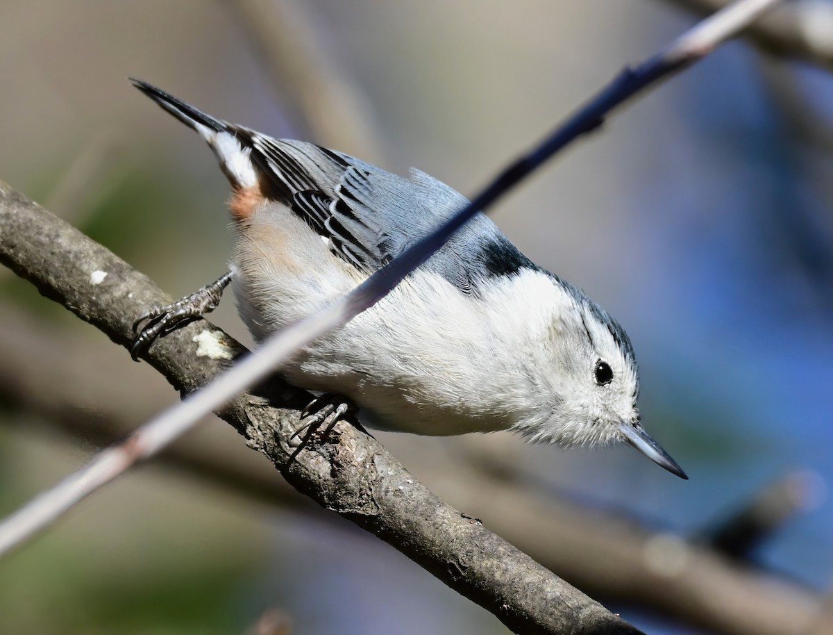 Каролинский поползень - ML647430851