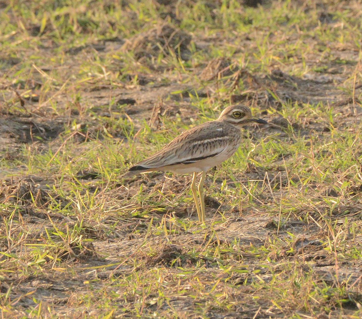 Индийская авдотка - ML647430854