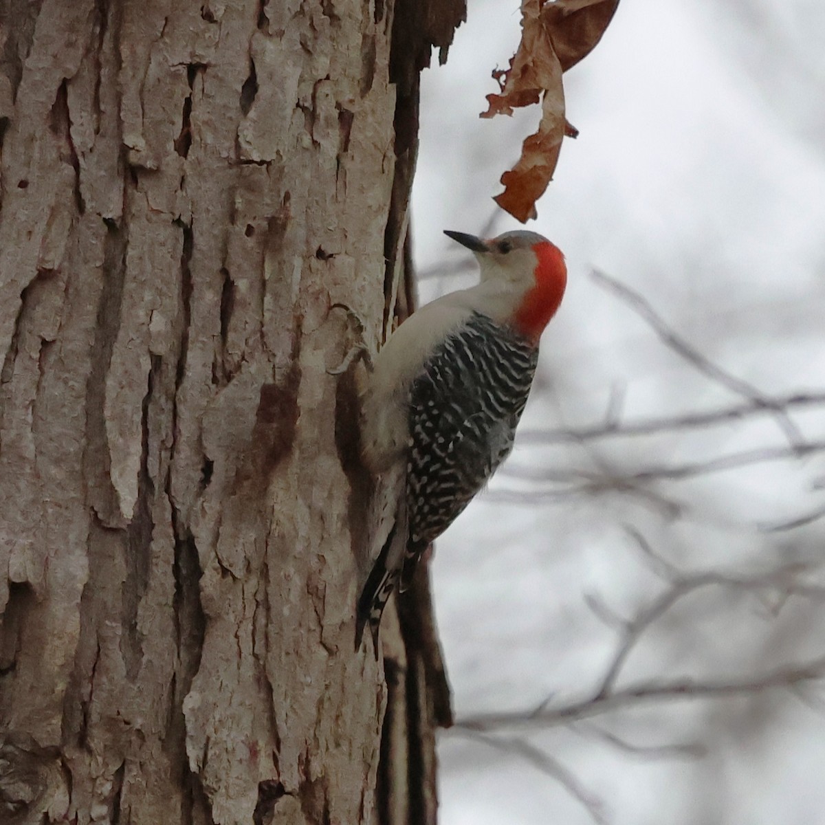 Каролинский дятел - ML647430856