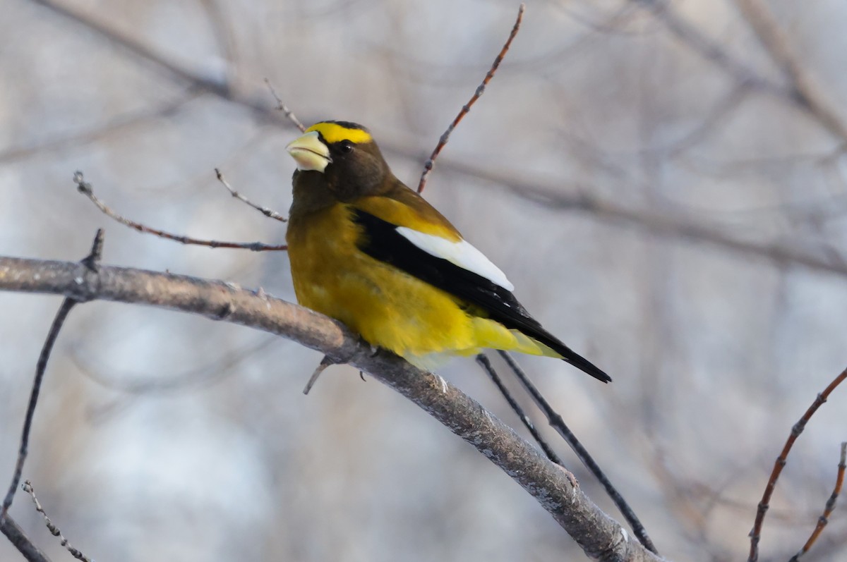 Вечерний дубонос - ML647430857