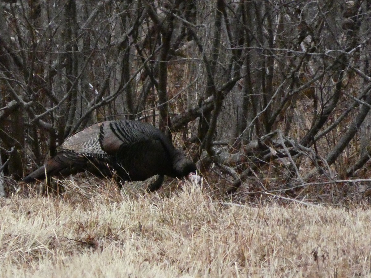 Индейка - ML647430858