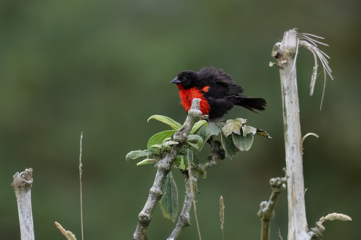 Красногрудая лойка - ML647430859