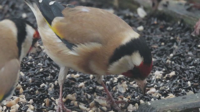 Щегол - ML647430860