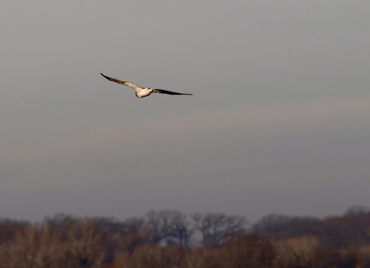 Американский лунь - ML647430861