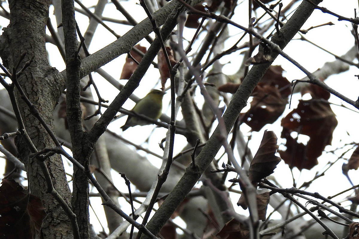 Parulidae sp. - ML647430862