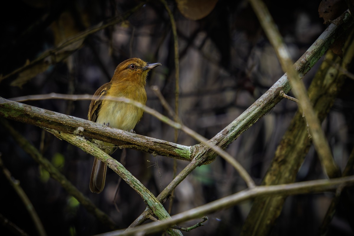 Желтопоясный атилла - ML647430864