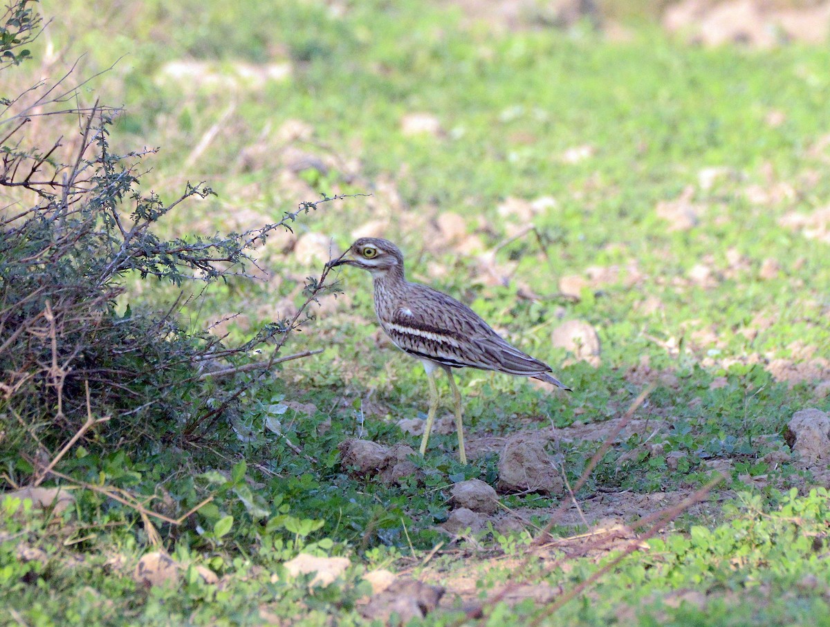 Индийская авдотка - ML647430868