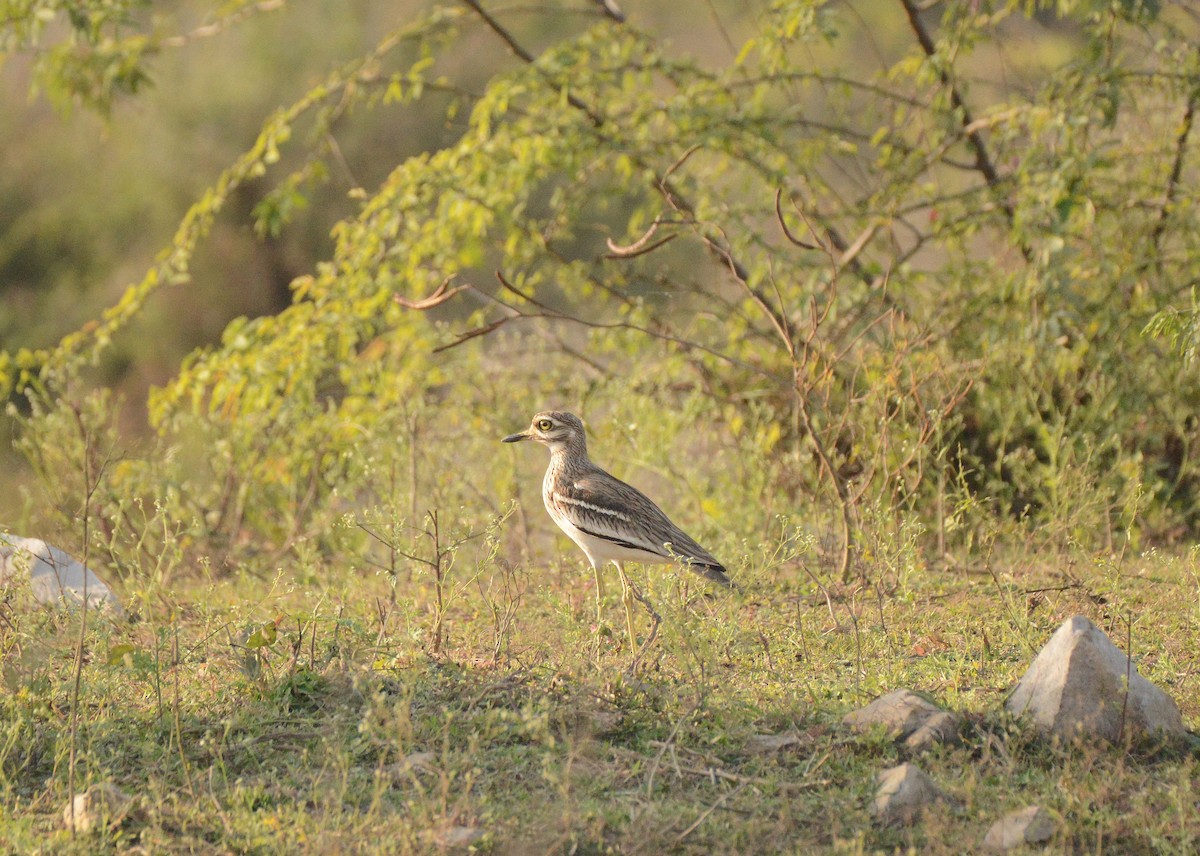 Индийская авдотка - ML647430869