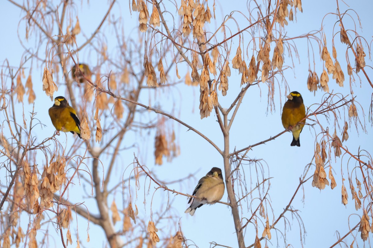 Вечерний дубонос - ML647430872