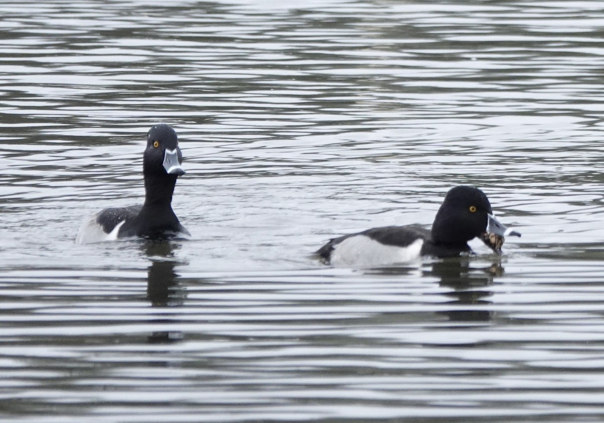 Кольчатая чернеть - ML647430873