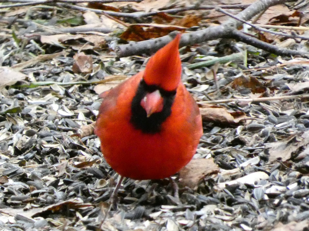 Красный кардинал - ML647430874