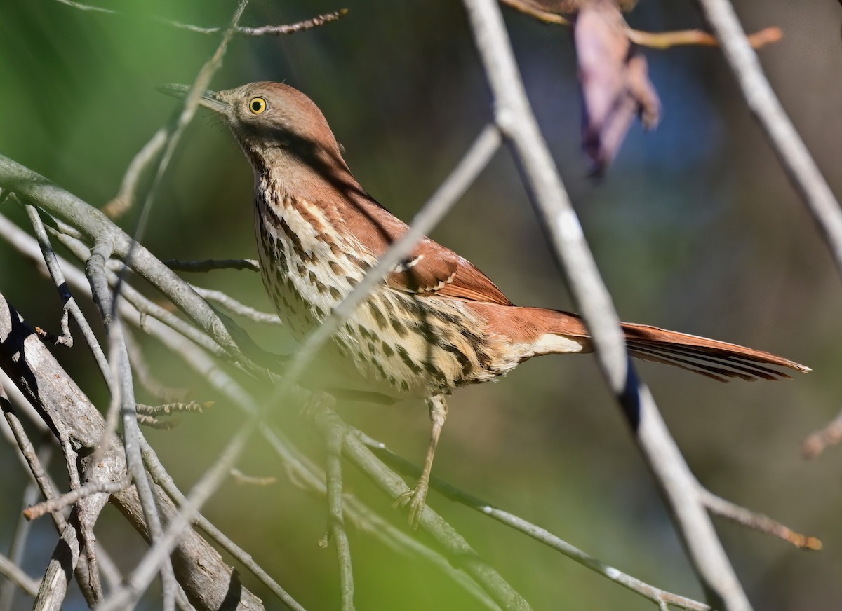 Рыжий пересмешник - ML647430875