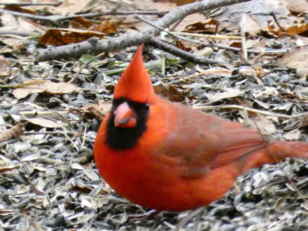 Красный кардинал - ML647430876