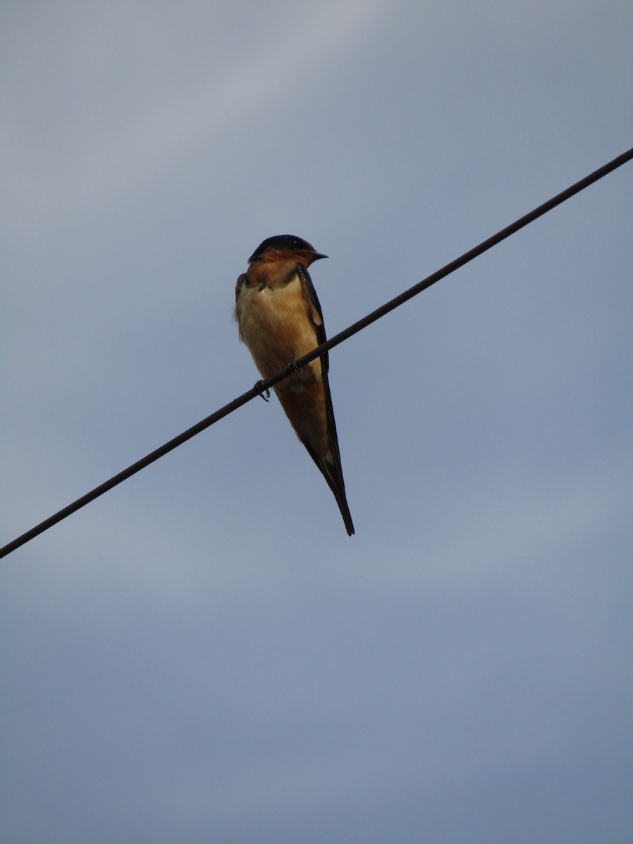 Деревенская ласточка - ML647430877