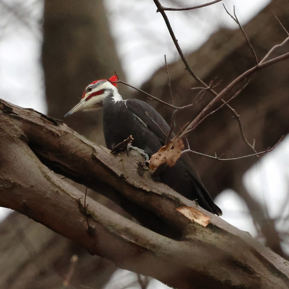 Хохлатая желна - ML647430878