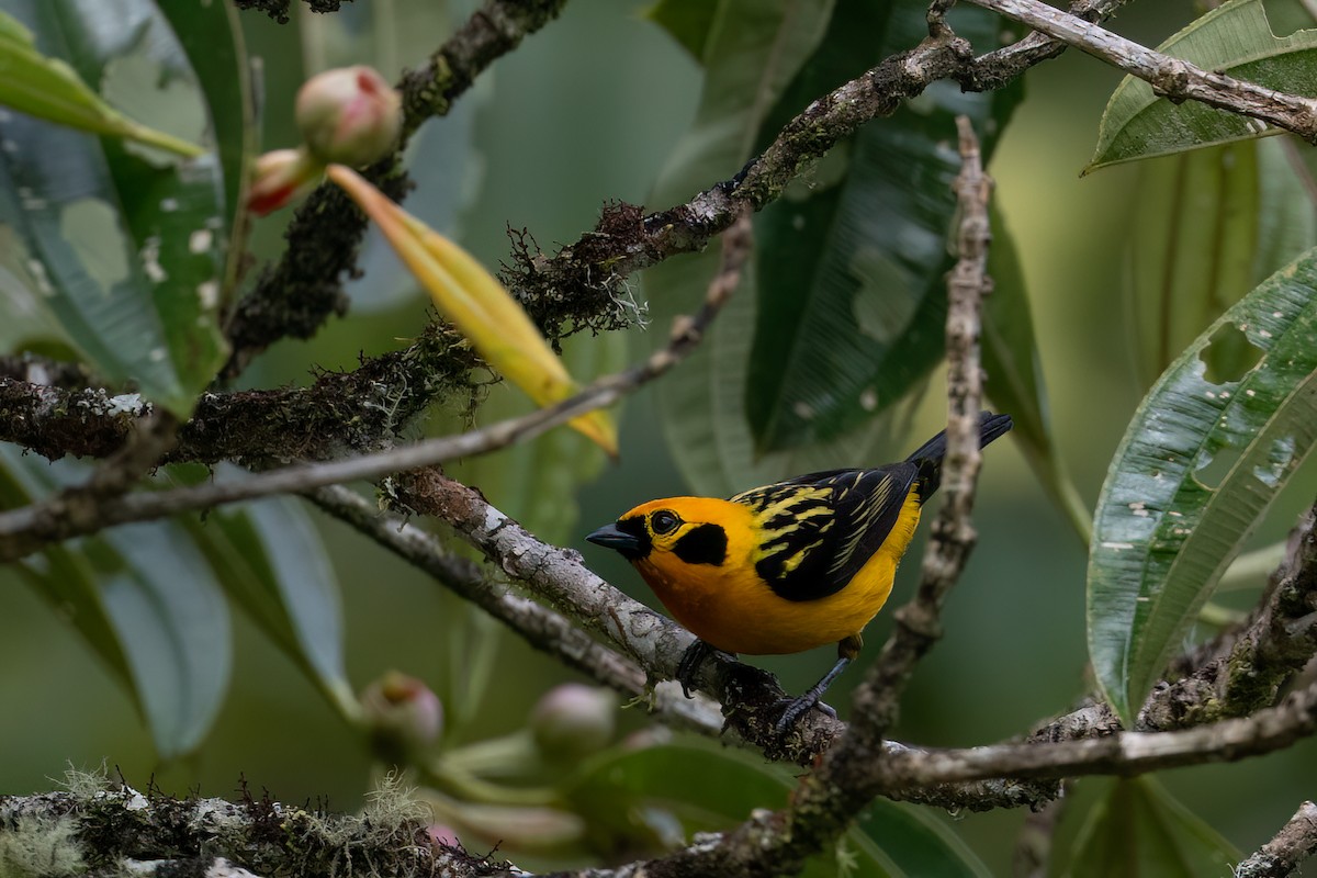 Calliste doré - ML647430914