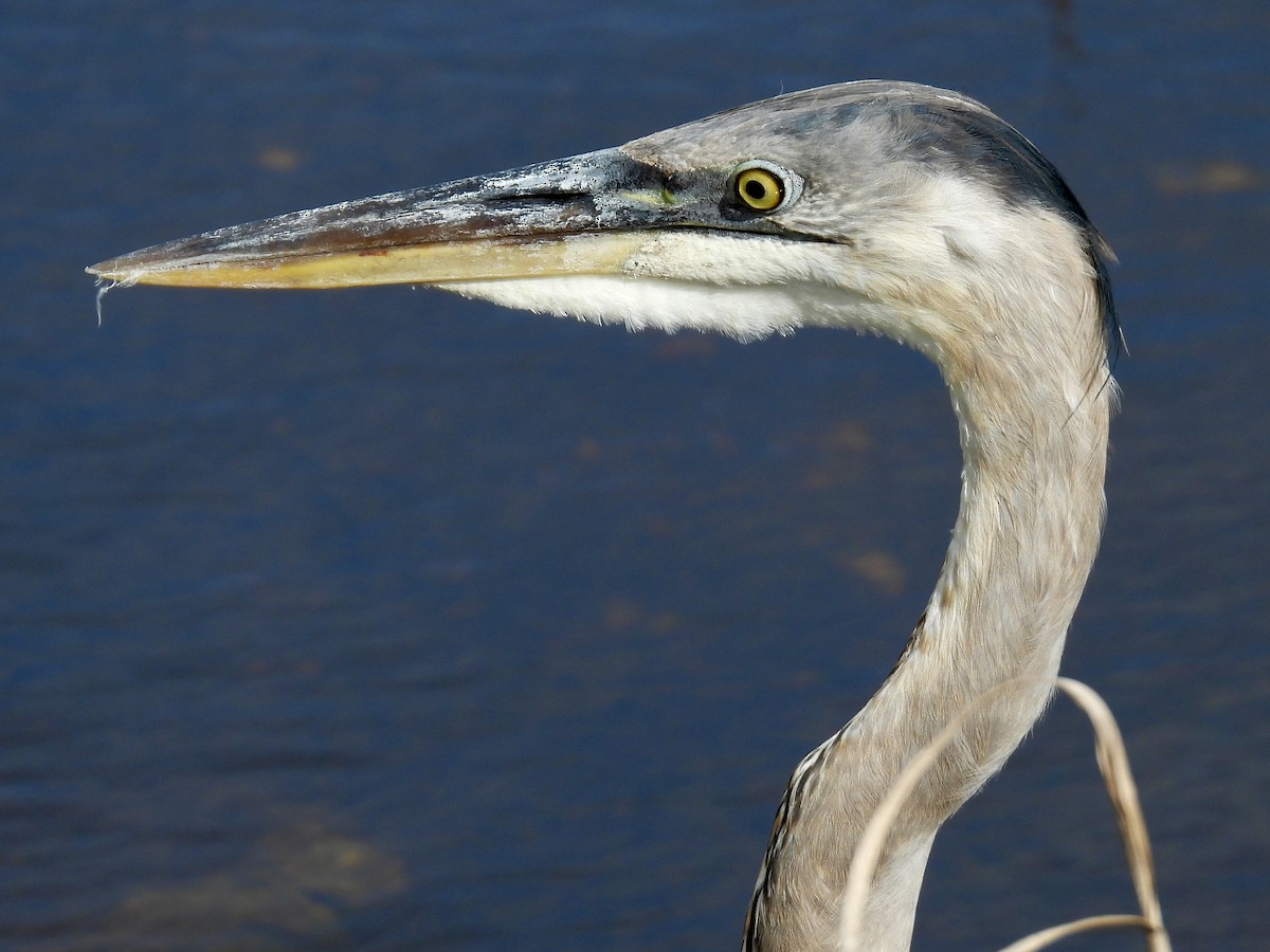 Great Blue Heron - ML647430915